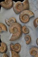 Banc d'Ammonites